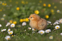 Domestic chicken (Gallus gallus domesticus) newly hatched day  chick  standing in amongst Daises  UK, March.