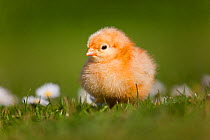 RF- Domestic chicken (Gallus gallus domesticus) newly hatched day chick standing in among Daises.  UK, March. (This image may be licensed either as rights managed or royalty free.)