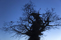 Pheasant (Phasianus colchicus) female, roosting in oak tree (Quercus sp) UK, March.