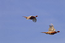 Pheasant (Phasianus colchicus) two in flight, being driven on gameshoot, Essex, UK, October.