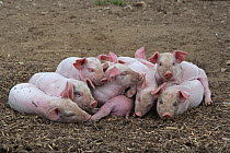 Domestic pig (Sus scrofa domestica) group of piglets sleeping in heap, UK, August.