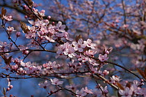 Pink cherry blossom (Prunus cerasifera nigra) close up of flowers against blue sky, UK, March