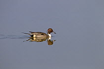 Pintail duck (Anus acuta) drake swimming on water with reflection, UK, March.