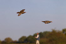 Red legged partridges (Alectoris rufa) two in flight, being driven on shoot, UK, October.
