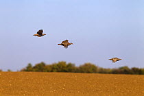 Red legged partridges (Alectoris rufa) three in flight, being driven on shoot, UK, October.