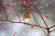 Robin (Erithacus rubecula) perched on rosehip branch during snowfall. UK, December.