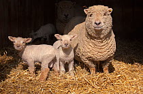 RF- Domestic sheep, ewe and lambs in pen, UK. (This image may be licensed either as rights managed or royalty free.)
