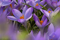 Spring Crocus flowers, UK