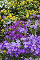 Spring Crocus and Winter Aconites in Garden Setting Norfolk March