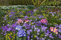 Spring Crocus Aconites Polyanthus and snowdrops flowering in Garden Setting Norfolk, February