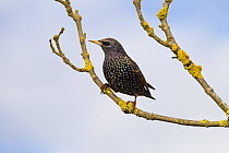 Common starling (Sturnus vulgaris) perched, UK, May
