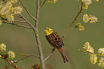 Yellowhammer (Emberiza citrinella) male on perched amongst Pussy willow catkins, UK, March
