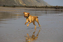 Yellow Labrador running along Norfolk beach, UK, April 2012