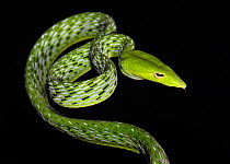 Asian vine / Oriental whip snake (Ahaetulla prasina) captive, from Asia
