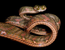 White spotted cat snake (Boiga drapiezii) body forming figure of eight shape, captive, from South East Asia