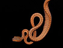 Black headed cat eye snake (Boiga nigriceps) captive, from South East Asia