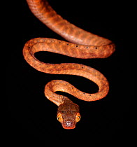 Black headed cat eye snake (Boiga nigriceps) captive, from SE Asia