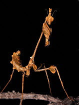 Indian rose / Wandering violin mantis (Gongylus gongylodes) portrait, captive, from S Indian and Sri Lanka