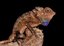 Bell's anglehead agama (Gonocephalus bellii) on piece of wood with colourful dewlap visible, captive, from SE Asia