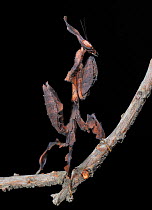 Ghost praying mantis (Phyllocrania paradoxa) on twig, captive, from Africa