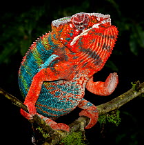 Panther chameleon (Furcifer pardalis) coloured red and blue, walking along branch, captive, from  Madagascar