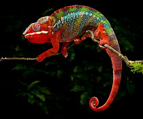 Panther chameleon (Furcifer pardalis) coloured red, blue and green, walking along branch, captive, from Madagascar