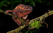 Panther chameleon (Furcifer pardalis) coloured brown, on branch, captive, from Madagascar