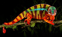 Panther chameleon (Furcifer pardalis) striped red, blue and brown, walking along branch, captive, from Madagascar