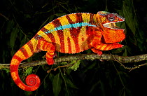 Panther chameleon (Furcifer pardalis) striped red, yellow and blue, walking along branch, captive, from Madagascar.