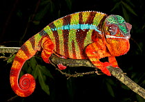 Panther chameleon (Furcifer pardalis) striped red, green and brown, on branch, captive, from Madagascar