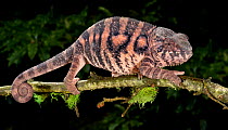 Panther chameleon (Furcifer pardalis) striped brown, walking along branch, captive, from Madagascar.