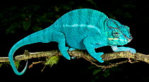 Panther chameleon (Furcifer pardalis) coloured blue, walking along branch, captive, from Madagascar.
