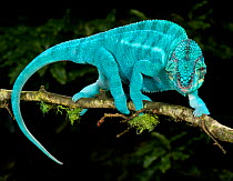 Panther chameleon (Furcifer pardalis) coloured blue, walking along branch, captive, from Madagascar