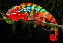 Panther chameleon (Furcifer pardalis) striped red, blue, yellow and green, on branch, captive, from Madagascar