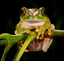 Maroon eye / Moon frog (Leptopelis uluguruensis) captive, from East Africa