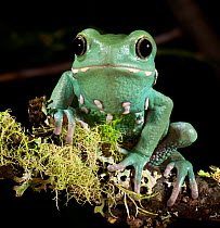 Waxy monkey tree frog (Phyllomedusa sauvagii) captive, from Central and South America