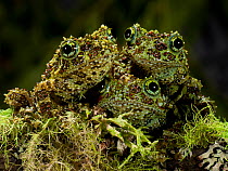 Vietnamese Mossy Frog (Theloderma corticale)  three camouflaged against moss, captive, from Vietnam