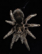 Brazilian black tarantula (Grammostola pulchra) captive, from Brazil