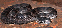 Smooth-scaled death adder (Acanthophis laevis) captive, from Indonesia and PNG