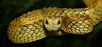 Hairy bush viper (Atheris hispida) captive, from Central Africa