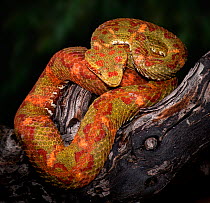 Eyelash Viper (Bothriechis schlegelii), captive, from Central and South America