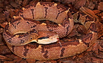 Central American bushmaster (Lachesis stenophrys) captive, from Central America