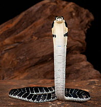 King cobra (Ophiophagus hannah) with hood raised, captive, from Asia, vulnerable species