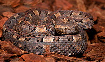 Hognosed Pit Viper (Porthidium nasutum) captive, from Central and South America and Caribbean