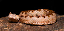 Sand / Nose-horned viper (Vipera ammodytes) captive, from eastern Europe