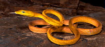 Long nosed tree snake / Asian vine snake (Ahaetulla prasina) captive, from Asia