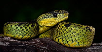 Great Lakes / Black and green bush viper (Atheris nitschei) captive, from Africa