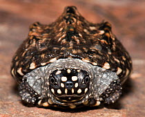 Black / Indian spotted pond turtle (Geoclemys hamiltonii) captive, from Asia
