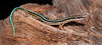 Neon blue gliding lizard (Holaspis guentheri) captive, from West Africa