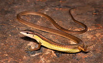 Oriental long-tailed grass lizard (Takydromus sexlineatus) captive, from Asia